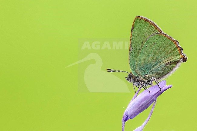 Green Hairstreak, Callophrys rubi stock-image by Agami/Wil Leurs,