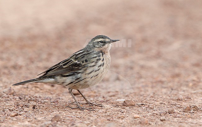 Wintering Rosy Pipit (Anthus roseatus) at Bahkplee, Nakorn Nayok in Thailand. stock-image by Agami/Helge Sorensen,