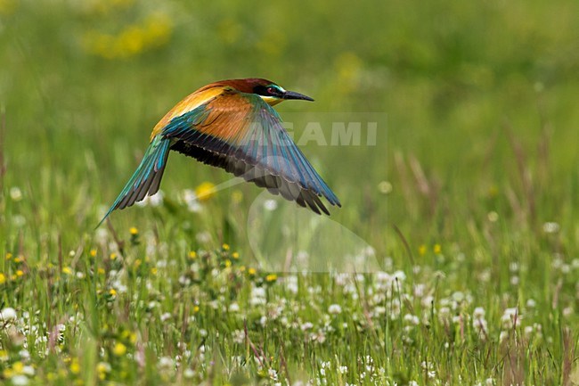 Bijeneter in vlucht, European Bee-eater in flight stock-image by Agami/Daniele Occhiato,