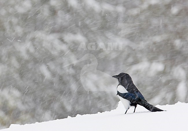 Ekster foeragerend in de sneeuw; Magpie foraging in the snow stock-image by Agami/Markus Varesvuo,