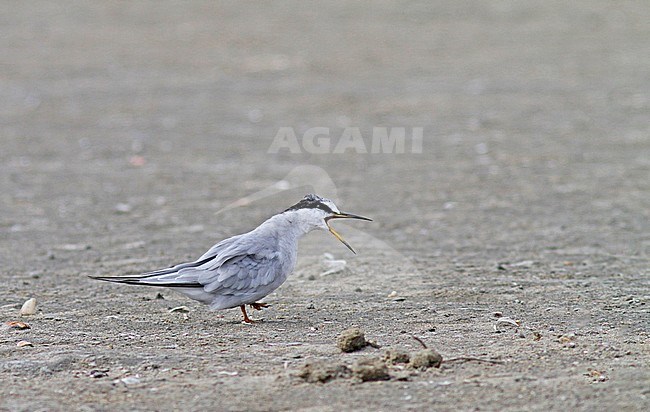 Peruvian Tern (Sternula lorata) calling at the beach. stock-image by Agami/Pete Morris,