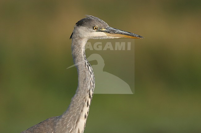 Blauwe Reiger Staand; Grey Heron perched stock-image by Agami/Menno van Duijn,