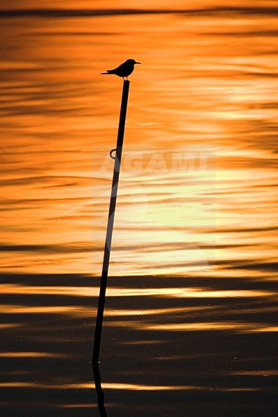 Zwarte Stern bij avondlicht; Black Tern at sunset stock-image by Agami/Harvey van Diek,