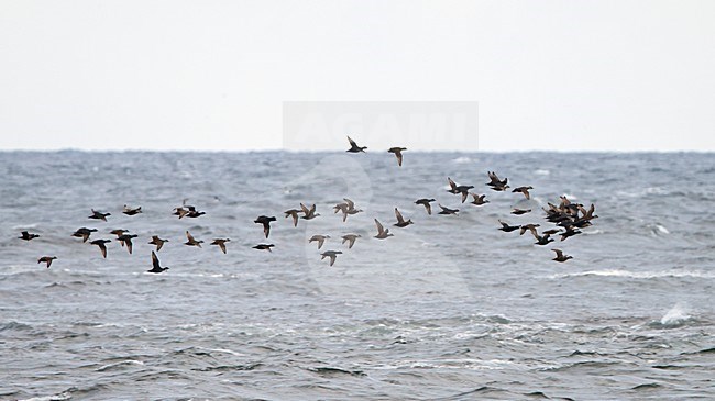 Groep Zwarte ZeeÃ«end vliegend boven zee; Flock of Common Scoters flying above the sea stock-image by Agami/Markus Varesvuo,