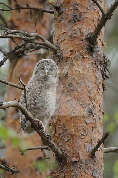  stock-image by Agami/Arie Ouwerkerk,