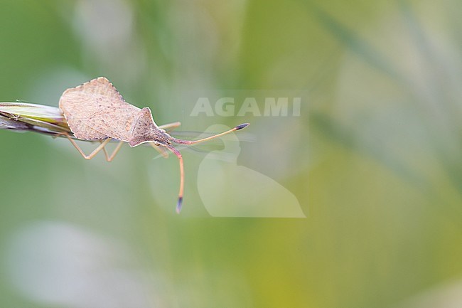 Syromastus rhombeus - Rhombic leatherbug - Rhombenwanze, Germany (Baden-Württemberg), imago stock-image by Agami/Ralph Martin,