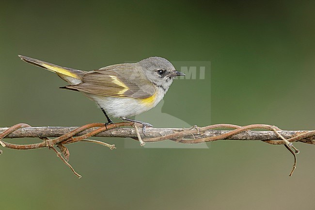 Second calendar year male American Redstart (Setophaga ruticilla) perched on a branch in Galveston County, Texas, United States, during spring migration. stock-image by Agami/Brian E Small,