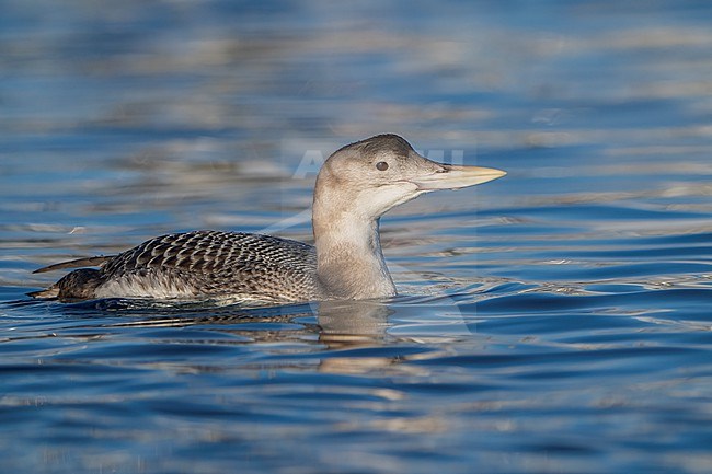 Juvenile
San Diego Co., CA
December 2022 stock-image by Agami/Brian E Small,