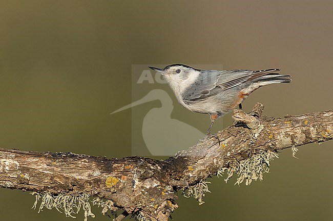 Adult male
Santa Barbara Co., CA
November 2021 stock-image by Agami/Brian E Small,