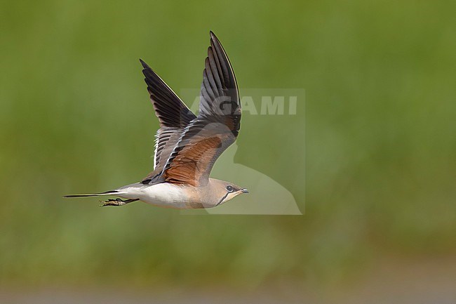 Collared Pratincole, Glareola pratincola, in Italy. stock-image by Agami/Daniele Occhiato,