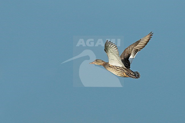 Gadwall (Mareca strepera), first winter female in flight, seen from the side, showing upperwing and underwing. stock-image by Agami/Fred Visscher,