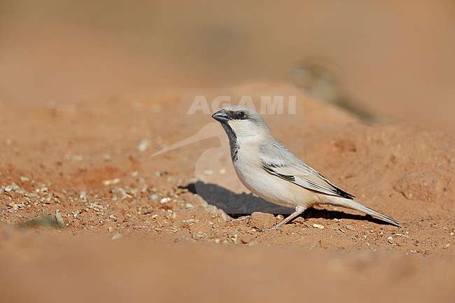 Male Desert Sparrow (Passer simplex) in Sahara desert near Merzouga in Morocco. stock-image by Agami/Chris van Rijswijk,