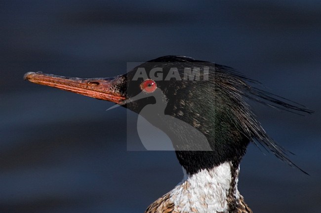 Middelste Zaagbek close-up; Red-breasted Merganser close-up stock-image by Agami/Martijn Verdoes,