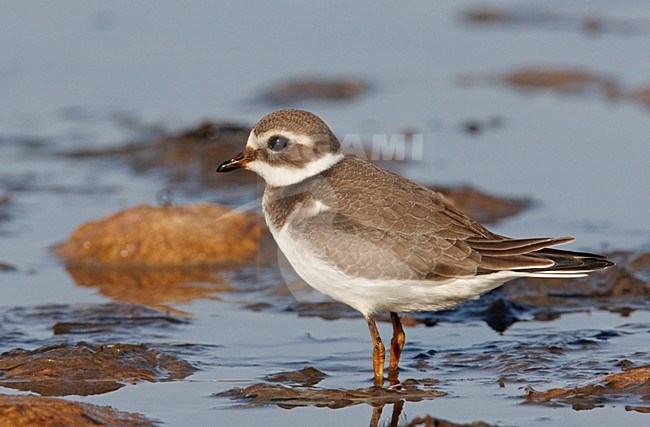 Juveniele Bontbekplevier; Juvenile Common Ringed Plover stock-image by Agami/Markus Varesvuo,