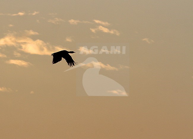 Critically Endangered Great Indian Bustard (Ardeotis nigriceps) in India. As few as 150 individuals were estimated to survive in 2018. stock-image by Agami/James Eaton,