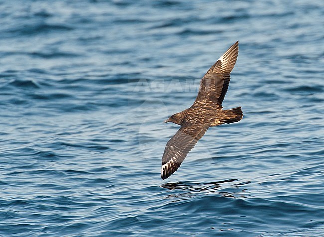 Second calendar year Great Skua (Stercorarius skua) flying low over the surface of the Atlantic ocean off fisterra, Spain. stock-image by Agami/Dani Lopez-Velasco,