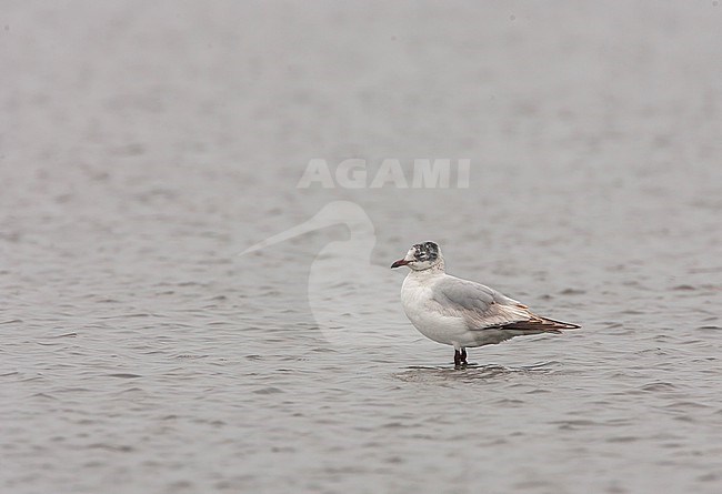 Subadult Relict gull, Ichthyaetus relictus, in eastern China. stock-image by Agami/Bas van den Boogaard,