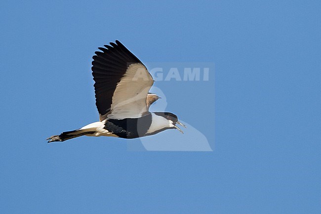 Sporenkievit, Spur-winged Plover, Vanellus spinosus, Cyprus, adult stock-image by Agami/Ralph Martin,