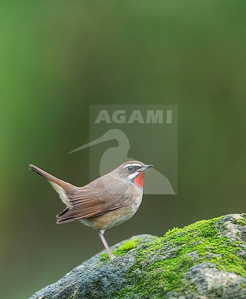 Male Siberian Rubythroat (Luscinia calliope) with cocked tail perched on a rock in a rural part of southeast China. stock-image by Agami/Marc Guyt,