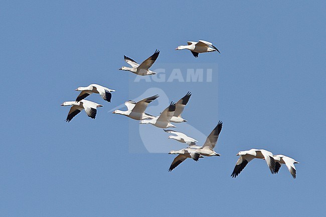 Snow Goose (Chen caerulescens) flying at the Bosque del Apache wildlife refuge near Socorro, New Mexico, USA. stock-image by Agami/Glenn Bartley,