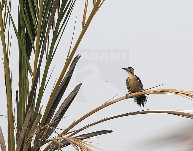 Sind Woodpecker, Dendrocopos assimilis stock-image by Agami/James Eaton,