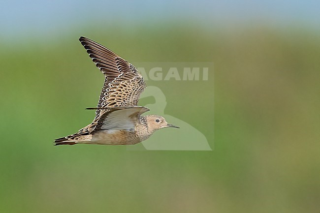 Adult breeding 
Galveston Co., TX
May 2023 stock-image by Agami/Brian E Small,