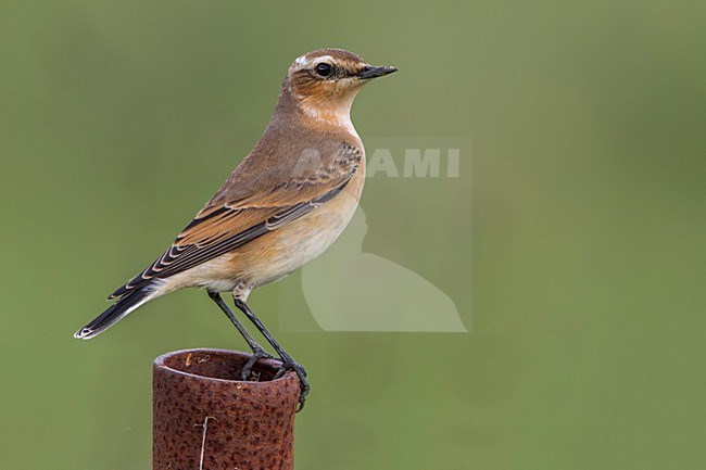 Tapuit, Northern Wheatear; Oenanthe oenanthe stock-image by Agami/Daniele Occhiato,