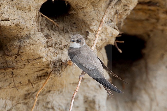 Oeverzwaluw in zit bij nesthol; Sand Martin perched near breeding hole stock-image by Agami/Daniele Occhiato,