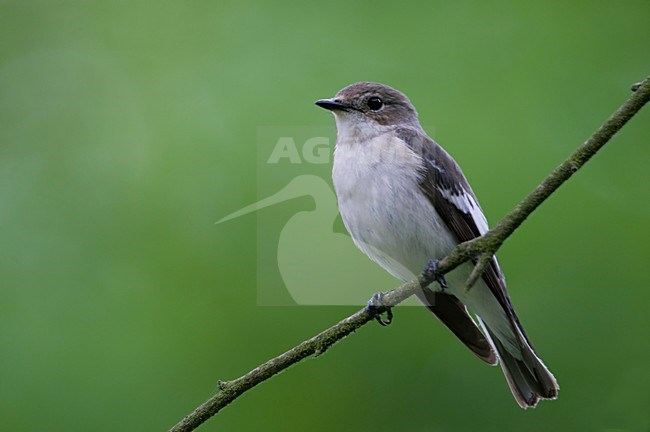 Bonte Vliegenvanger bij nestkast; European Pied Flycatcher at nestbox stock-image by Agami/Han Bouwmeester,