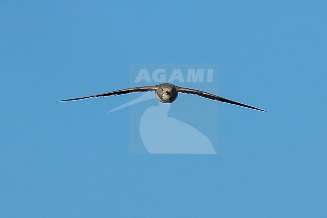 Alpine Swift (Tachymarptis melba) flying agains blue sky in Switzerland. stock-image by Agami/Marcel Burkhardt,