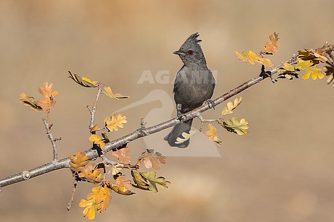 Adult female
Santa Barbara Co., CA
November 2022 stock-image by Agami/Brian E Small,