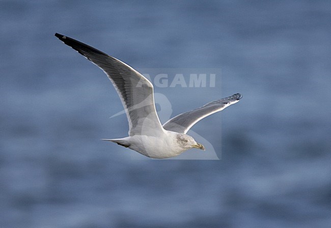 Atlantic Yellow-legged Gull, Atlantische Geelpootmeeuw stock-image by Agami/Marc Guyt,