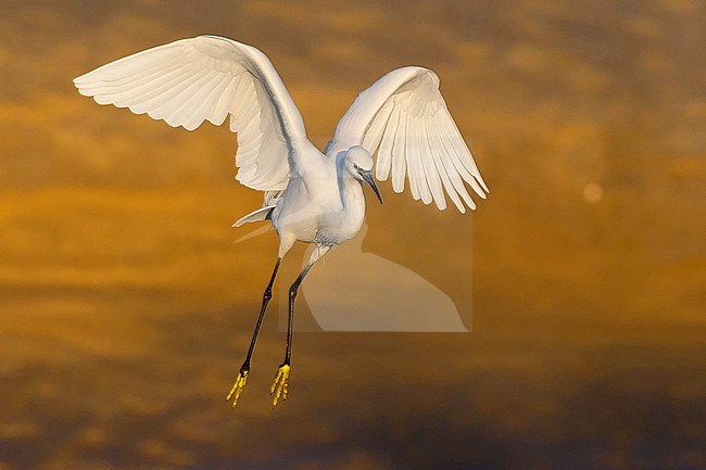 Garzetta (Egretta garzetta), adult in flight stock-image by Agami/Saverio Gatto,