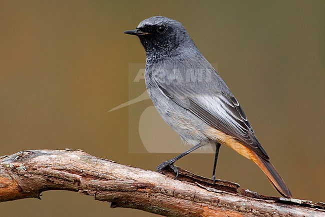 Zwarte Roodstaart zittend op takje; Black Redstart perched on a stick stock-image by Agami/Daniele Occhiato,