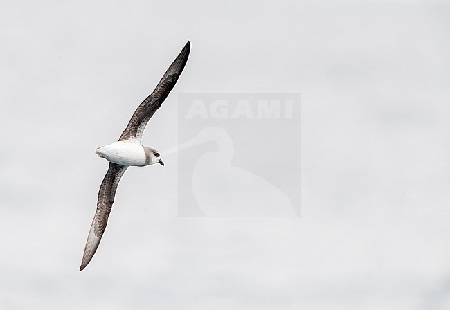 Soft-plumaged Petrel (Pterodroma mollis) in flight over subantarctic waters of New Zealand. Flying above the Pacific ocean in high arcs. stock-image by Agami/Marc Guyt,