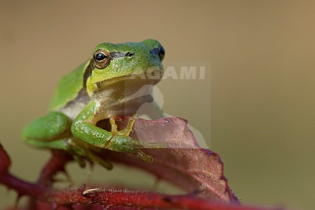 Europese Boomkikker; Common Tree Frog stock-image by Agami/Han Bouwmeester,