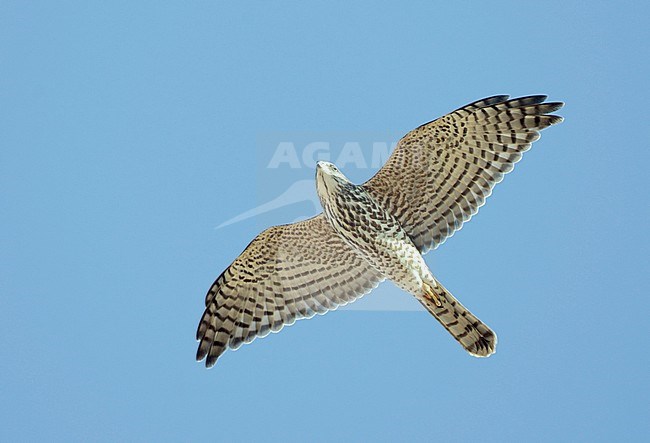 Imature Levant Sparrowhawk (Accipiter brevipes) in flight overhead during autumn migration in Egypt. stock-image by Agami/Dick Forsman,