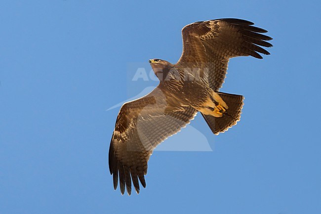 Juveniele Schreeuwarend in de vlucht; Juvenile Lesser Spotted Eagle in flight stock-image by Agami/Daniele Occhiato,