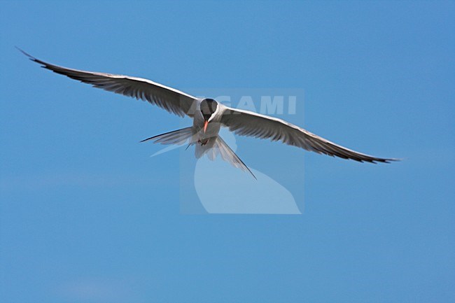 Visdief in vlucht, Common Tern in flight stock-image by Agami/Wil Leurs,