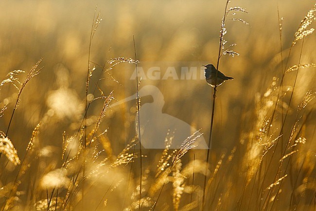 Blauwborst; Bluethroat; stock-image by Agami/Chris van Rijswijk,