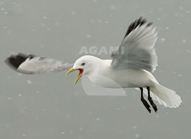 Black-legged Kittiwake adult flying and calling in snow; Drieteenmeeuw volwassen vliegend en roepend in sneeuw stock-image by Agami/Roy de Haas,