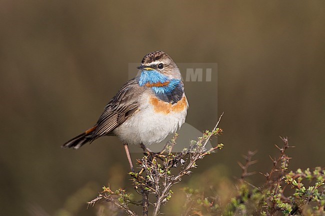 Bluethroat - Blaukehlchen - Cyanecula svecica ssp. saturatior, Kyrgyzstan, adult male stock-image by Agami/Ralph Martin,