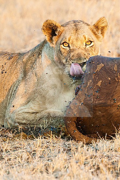 Lion (Panthera Leo) female feeding on African Buffalo (Syncerus caffer) carcass at Kruger National Park in summer stock-image by Agami/Caroline Piek,
