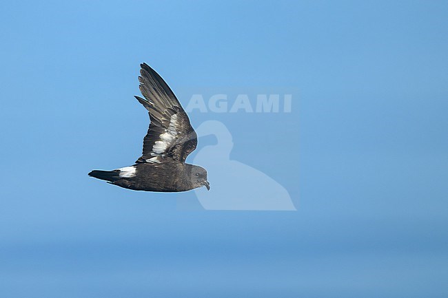 European Storm Petrel (Hydrobates pelagicus) at sea of Finistère, Bretagne, France. stock-image by Agami/Sylvain Reyt,