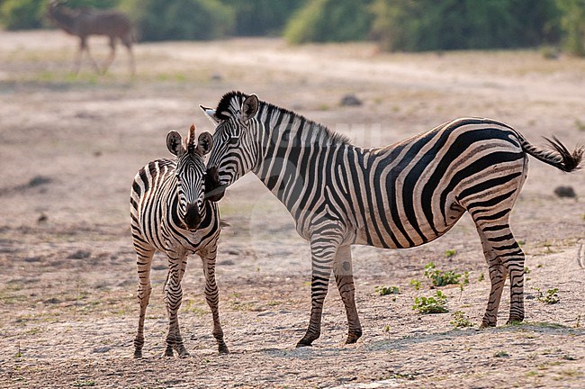 A common zebra, Equus quagga, nuzzling a juvenile. Chobe National Park, Botswana. stock-image by Agami/Sergio Pitamitz,