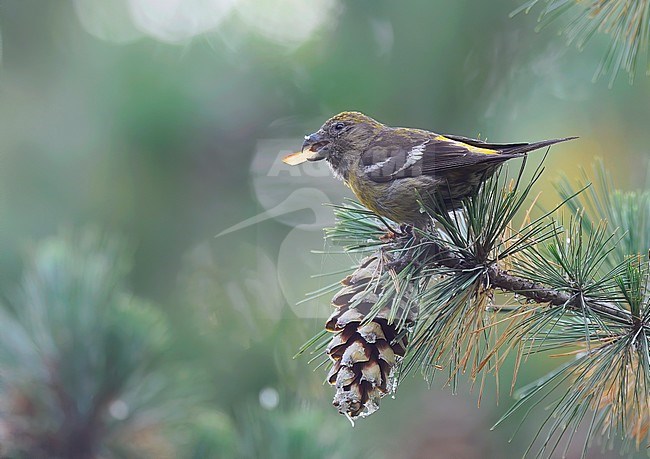 Female Two-barred Crossbill (Loxia leucoptera) eating seeds of Macedonian Pine above a cone. stock-image by Agami/Kari Eischer,