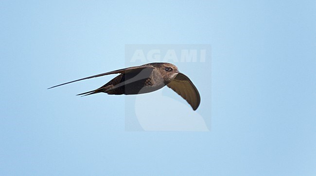 Vliegende fouragerende Gierzwaluw;Flying foraging Common Swift stock-image by Agami/Ran Schols,