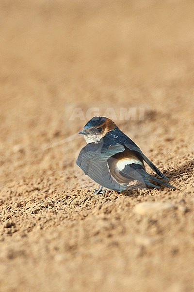 Adult Red-rumped Swallow (Cecropis daurica) in Israel stock-image by Agami/Marc Guyt,