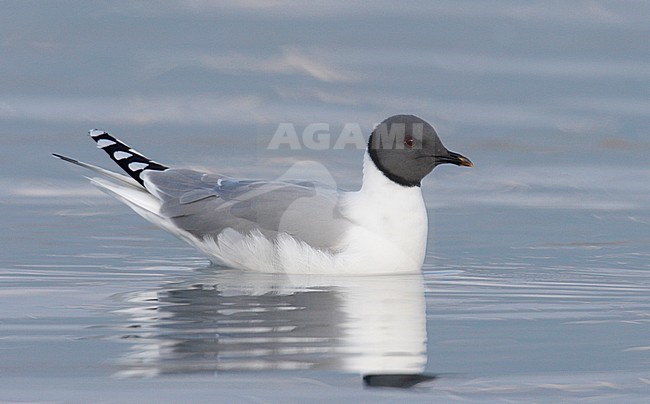 Adult zomer Vorkstaartmeeuw, Adult summer Sabine's Gull stock-image by Agami/Mike Danzenbaker,