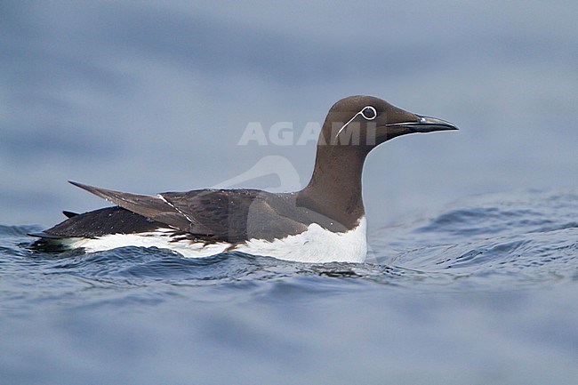 Common Murre (Uria aalge) swimming in the Atlantic Ocean off the coast of Newfoundland, Canada. stock-image by Agami/Glenn Bartley,